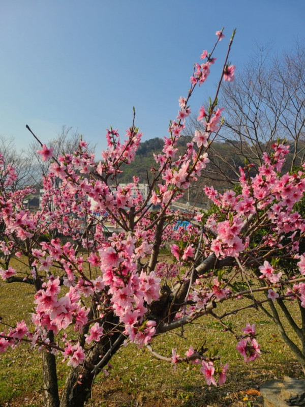 충렬사 봄 3-min.jpg